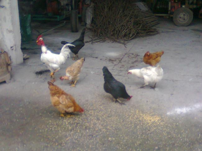 Name:  Fotoğraf1720.jpg
Views: 1814
Size:  37.5 KB