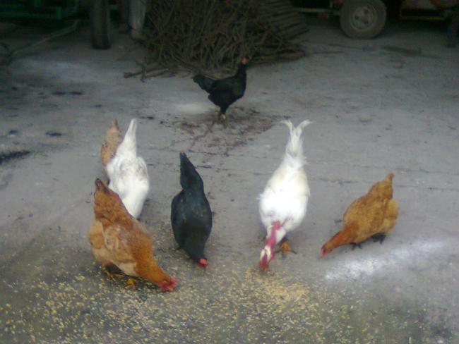 Name:  Fotoğraf1721.jpg
Views: 2519
Size:  37.7 KB