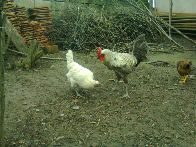 Name:  Fotoğraf1738.jpg
Views: 1237
Size:  70.4 KB