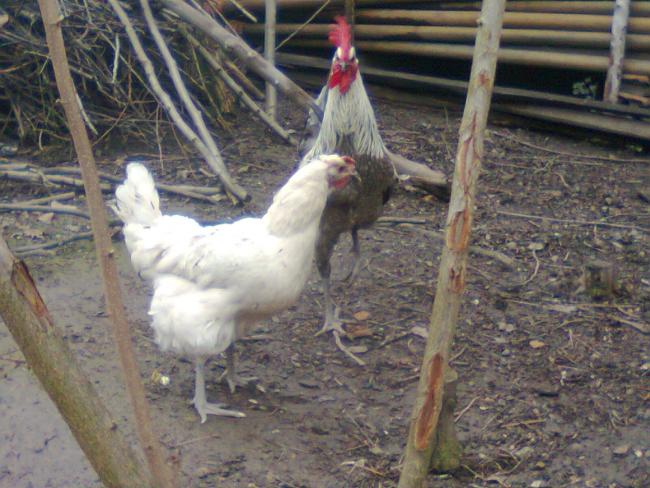 Name:  Fotoğraf1740.jpg
Views: 1348
Size:  58.2 KB