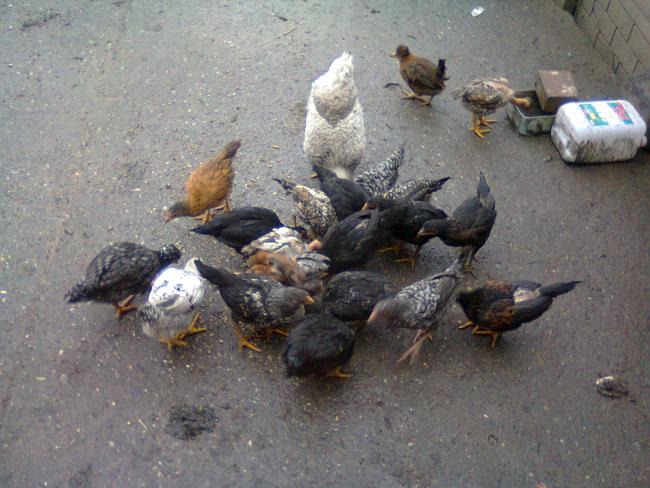 Name:  Fotoğraf1714.jpg
Views: 1229
Size:  54.5 KB