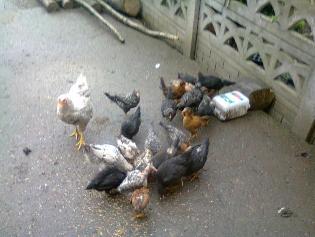 Name:  Fotoğraf1716.jpg
Views: 1207
Size:  48.5 KB