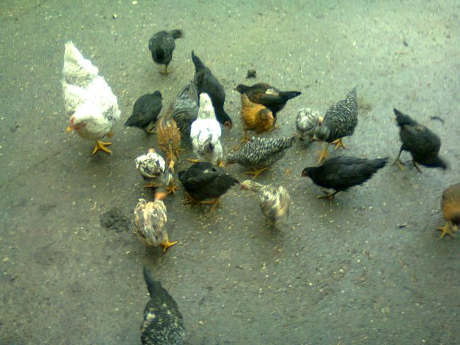 Name:  Fotoğraf1717.jpg
Views: 1226
Size:  51.9 KB