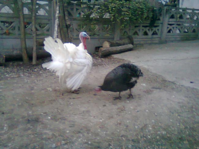 Name:  Fotoraf1328.jpg
Views: 1495
Size:  44.1 KB