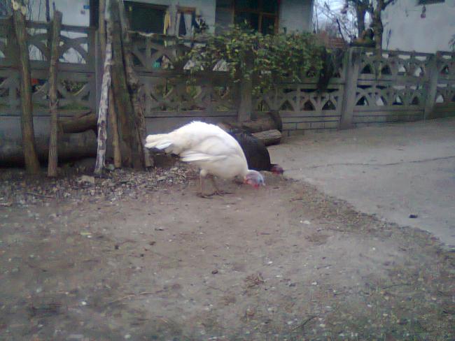 Name:  Fotoraf1319.jpg
Views: 1387
Size:  46.4 KB