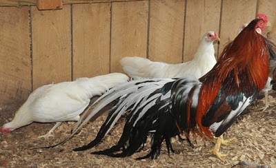 Name:  china-game-chickens2.jpg
Views: 7407
Size:  30.6 KB