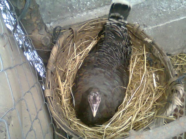 Name:  Fotoraf1806.jpg
Views: 3014
Size:  63.9 KB