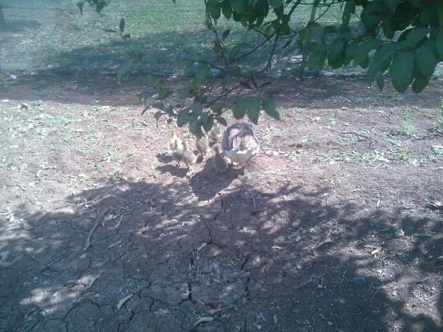 Name:  Resim 129.jpg
Views: 1363
Size:  70.1 KB