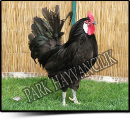 Name:  gerze01.jpg
Views: 8632
Size:  23.0 KB