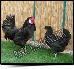 Name:  gerze03.jpg
Views: 7079
Size:  21.7 KB