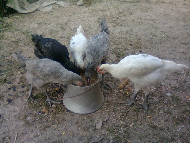 Name:  Fotoğraf3412.jpg
Views: 1523
Size:  60.3 KB