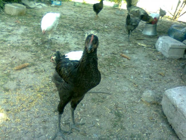 Name:  Fotoğraf3406.jpg
Views: 1486
Size:  62.8 KB