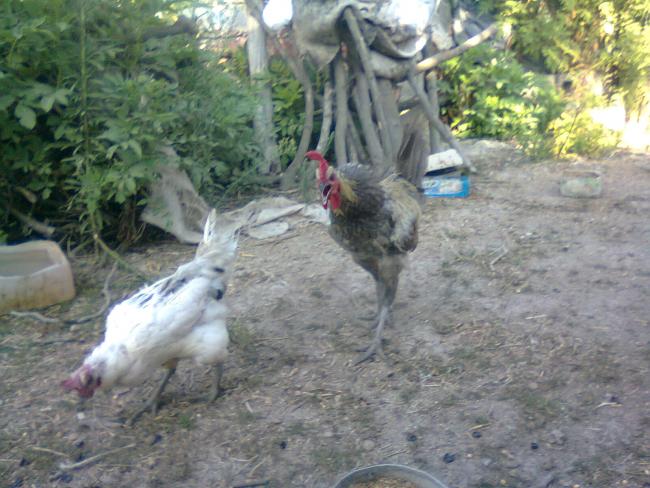 Name:  Fotoğraf3414.jpg
Views: 1511
Size:  57.4 KB