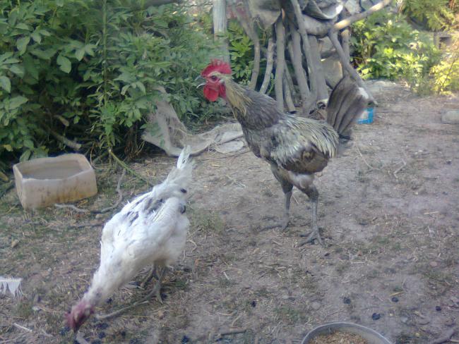 Name:  Fotoğraf3415.jpg
Views: 1397
Size:  63.9 KB