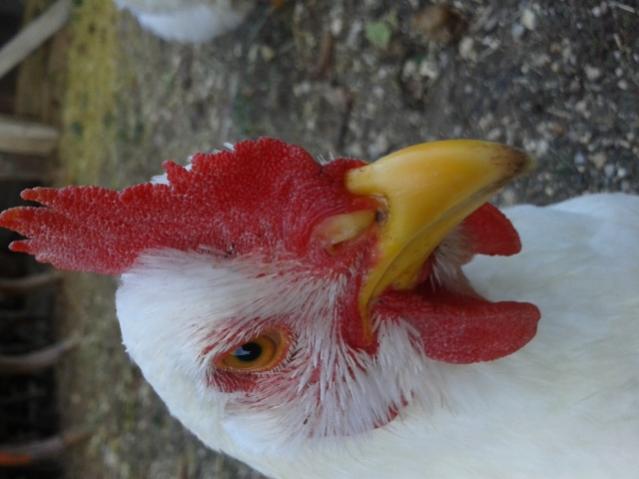 Name:  20131130_123352 (640x480).jpg
Views: 24019
Size:  34.3 KB
