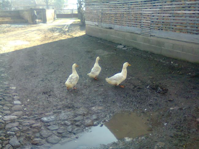Name:  Fotoraf3982.jpg
Views: 1098
Size:  52.2 KB
