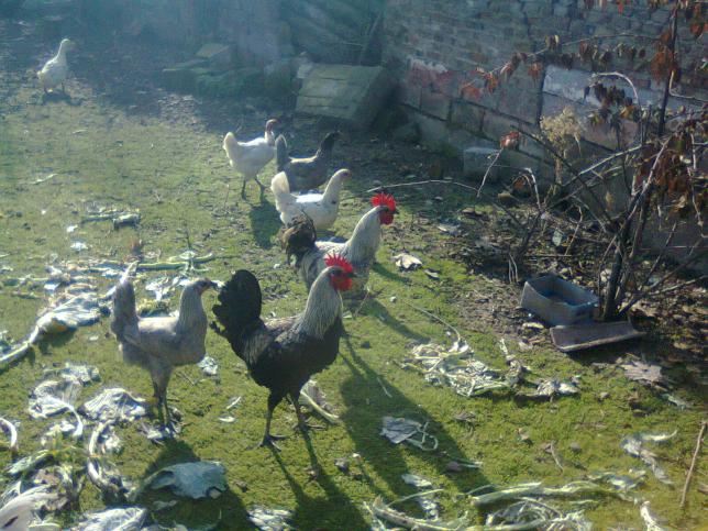 Name:  Fotoraf3988.jpg
Views: 1253
Size:  70.6 KB