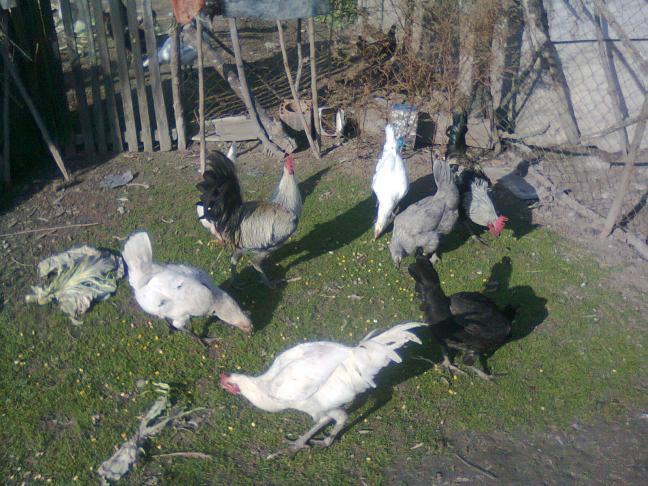 Name:  Fotoraf3990.jpg
Views: 1189
Size:  69.9 KB