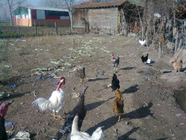 Name:  Fotoraf3995.jpg
Views: 1070
Size:  70.3 KB