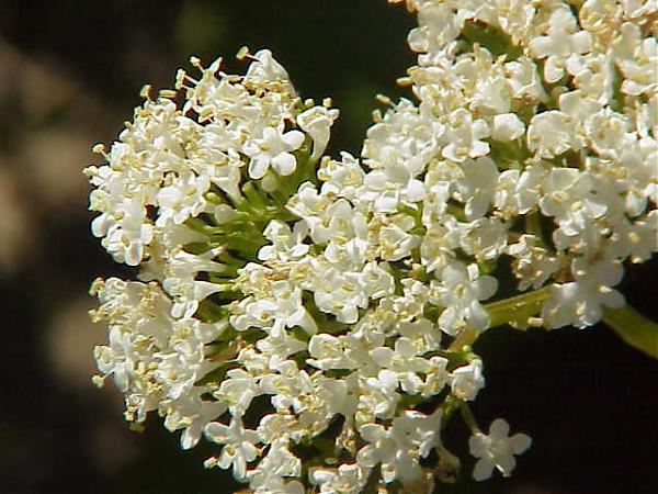 Name:  Valeriana_alliariifolia01.jpg
Views: 1380
Size:  56.6 KB
