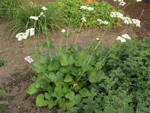 Name:  ValerianaAlliariifolia.jpg
Views: 1849
Size:  55.1 KB
