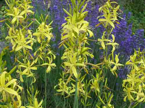 Name:  Asphodeline lutea.jpg
Views: 2320
Size:  65.3 KB