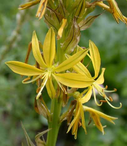 Name:  Asphodeline.lutea1.jpg
Views: 2469
Size:  55.9 KB