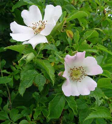 Name:  rosa_canina.jpg
Views: 4888
Size:  60.8 KB