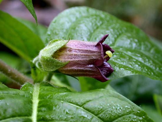 Name:  Atropa belladonna.jpg
Views: 17342
Size:  57.7 KB