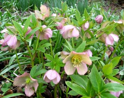 Name:  Helleborus orientalis.jpg
Views: 15570
Size:  40.9 KB