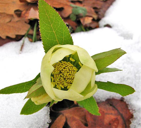 Name:  Helleborus orientalis1.jpg
Views: 4614
Size:  55.7 KB