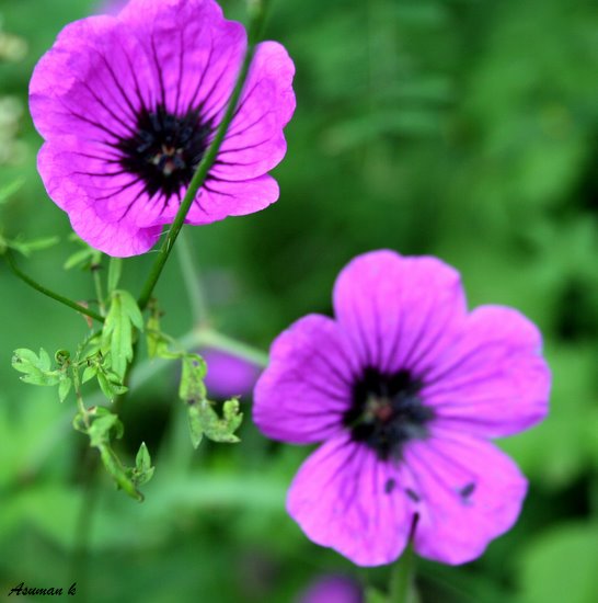 Name:  artvin 306.jpg
Views: 886
Size:  59.4 KB