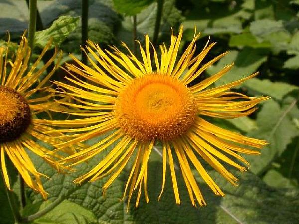 Name:  Telekia speciosa.jpg
Views: 2816
Size:  63.4 KB