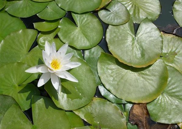 Name:  Nymphaea alba.jpg
Views: 1853
Size:  51.2 KB