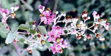 Name:  Rubus sanctus.jpg
Views: 3900
Size:  7.8 KB