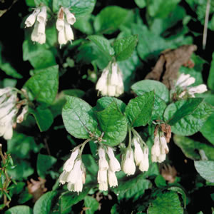 Name:  symphytum_ibericum.jpg
Views: 2064
Size:  29.3 KB