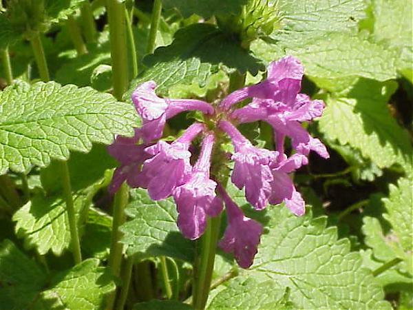 Name:  Stachys macrantha.jpg
Views: 1236
Size:  57.3 KB