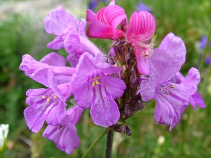 Name:  Stachys_macrantha_2.jpg
Views: 1133
Size:  41.9 KB