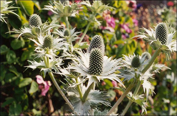 Name:  Eryngium giganteum.jpg
Views: 1626
Size:  65.2 KB