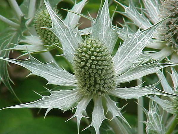Name:  Eryngium giganteum1.jpg
Views: 4680
Size:  59.2 KB