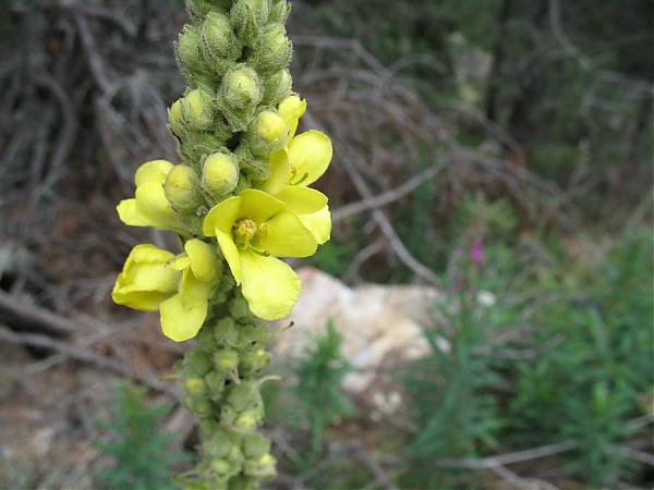 Name:  Verbascum_thapsus2.jpg
Views: 4823
Size:  34.6 KB