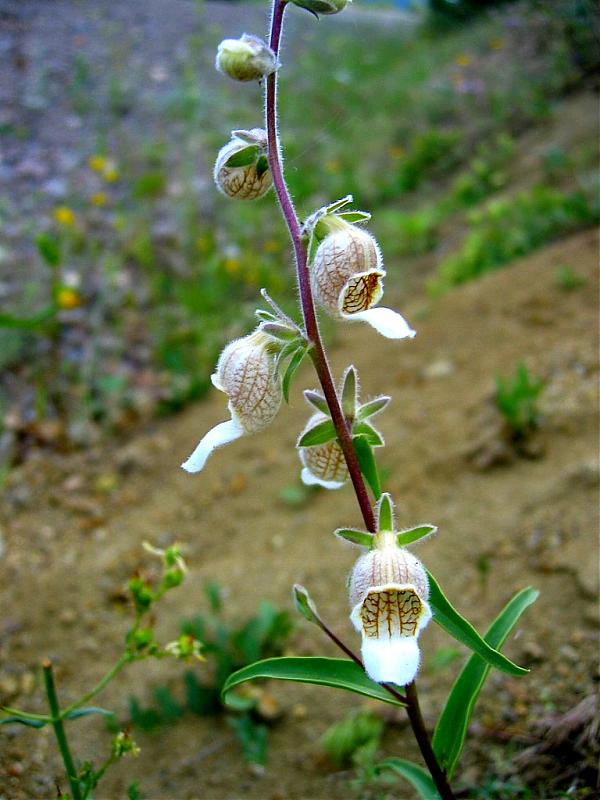 Name:  Digitalis lamarckii.jpg
Views: 3527
Size:  66.1 KB