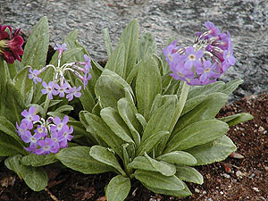 Name:  primula%20longipes.jpg
Views: 2970
Size:  46.1 KB
