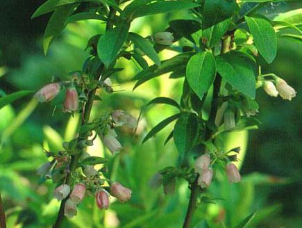 Name:  Vaccinium arctostaphylos.jpg
Views: 4356
Size:  63.8 KB