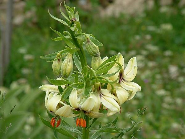 Name:  Lilium ciliatum.jpg
Views: 3831
Size:  42.5 KB