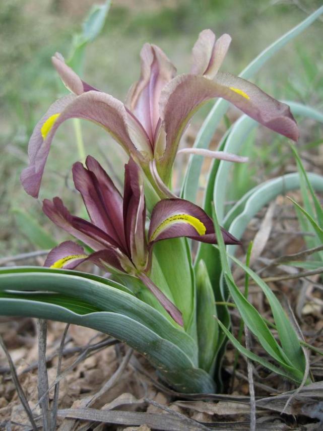 Name:  iris nezahatiae RU web.jpg
Views: 1868
Size:  70.5 KB