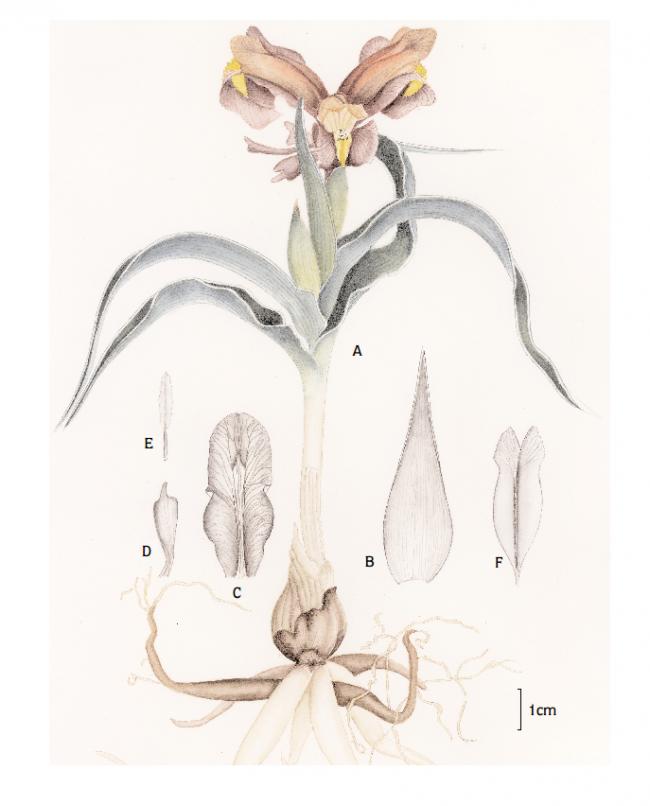 Name:  iris1.jpg
Views: 771
Size:  37.1 KB