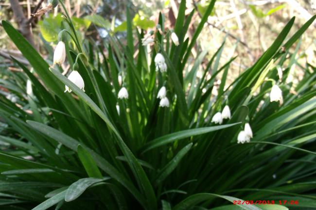 Name:  GEDC2733.jpg
Views: 1752
Size:  47.9 KB