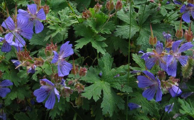 Name:  turnagagas- (Geranium ibericum) yukar kavrun.jpg
Views: 1007
Size:  57.8 KB