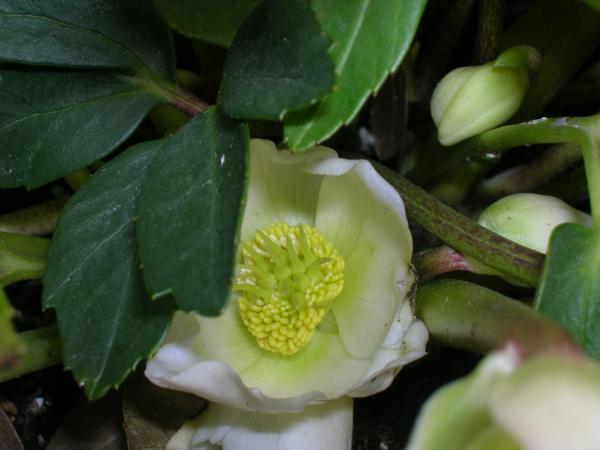 Name:  DSCN5692.jpg
Views: 3579
Size:  30.5 KB